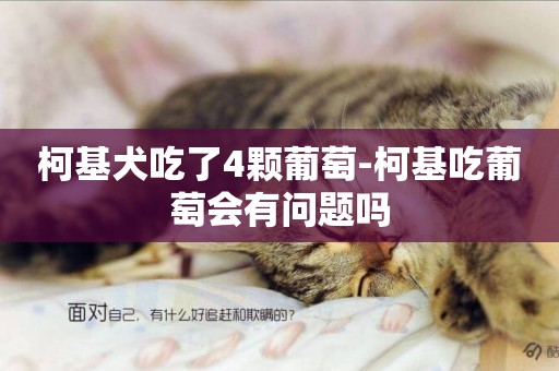 柯基犬吃了4顆葡萄-柯基吃葡萄會有問題嗎