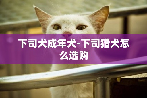 下司犬成年犬-下司獵犬怎么選購