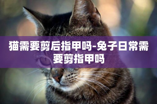 貓需要剪后指甲嗎-兔子日常需要剪指甲嗎