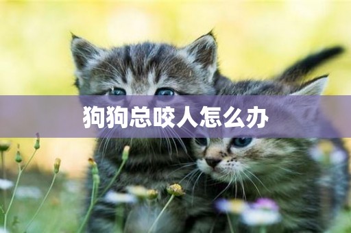 狗狗總咬人怎么辦