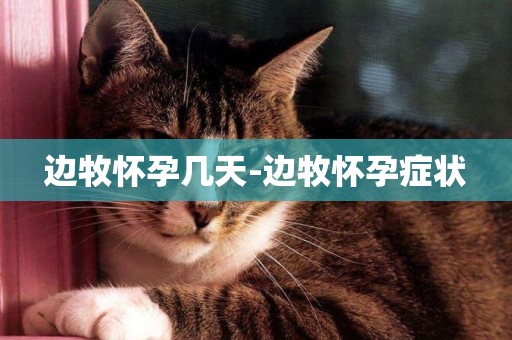 邊牧懷孕幾天-邊牧懷孕癥狀