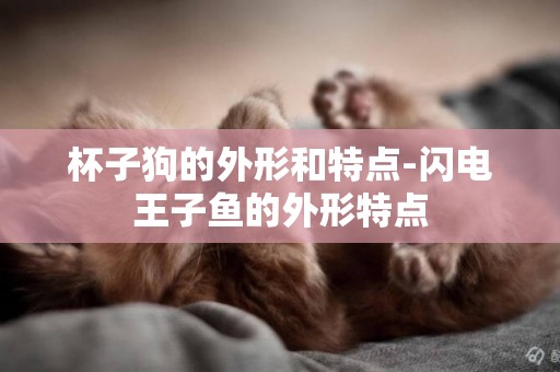 杯子狗的外形和特點-閃電王子魚的外形特點