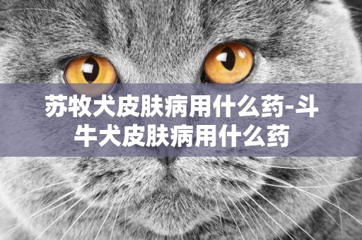 蘇牧犬皮膚病用什么藥-斗牛犬皮膚病用什么藥
