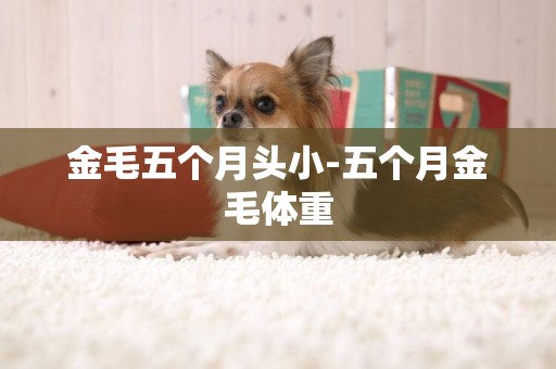 金毛五個月頭小-五個月金毛體重