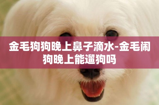 金毛狗狗晚上鼻子滴水-金毛鬧狗晚上能遛狗嗎