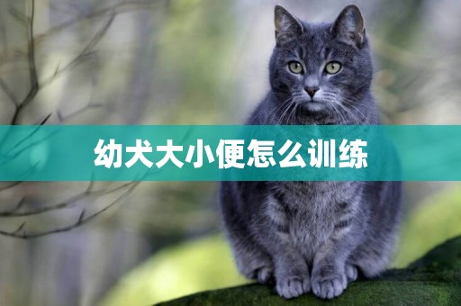 幼犬大小便怎么訓練