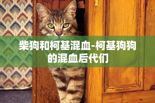 柴狗和柯基混血-柯基狗狗的混血后代們