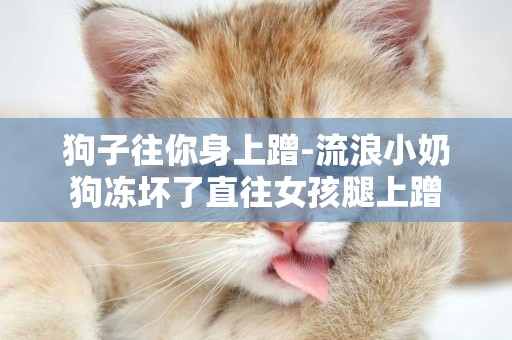 狗子往你身上蹭-流浪小奶狗凍壞了直往女孩腿上蹭