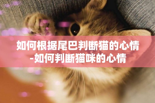 如何根據尾巴判斷貓的心情-如何判斷貓咪的心情