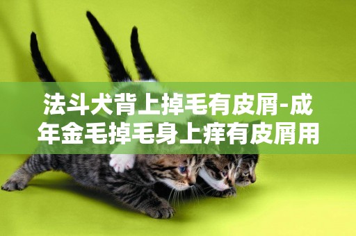 法斗犬背上掉毛有皮屑-成年金毛掉毛身上癢有皮屑用什么好