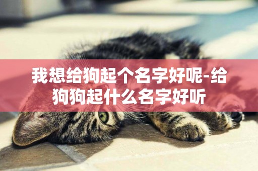 我想給狗起個名字好呢-給狗狗起什么名字好聽