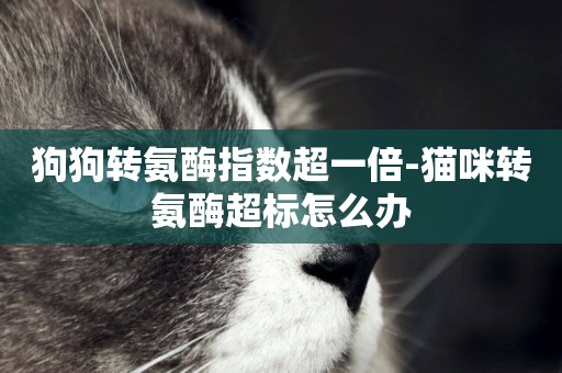 狗狗轉氨酶指數超一倍-貓咪轉氨酶超標怎么辦
