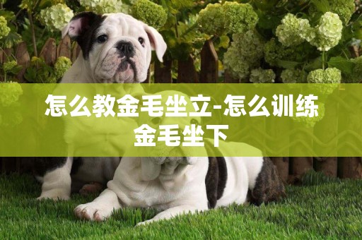 怎么教金毛坐立-怎么訓練金毛坐下