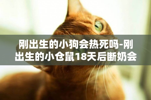 剛出生的小狗會熱死嗎-剛出生的小倉鼠18天后斷奶會死嗎