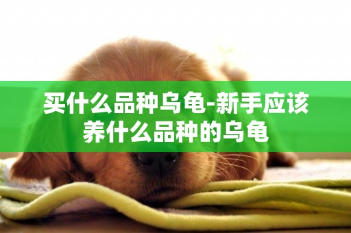 買什么品種烏龜-新手應該養什么品種的烏龜