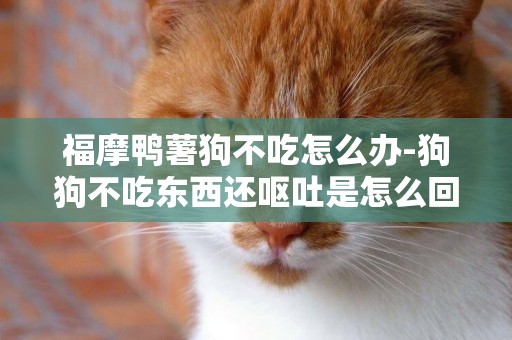 福摩鴨薯狗不吃怎么辦-狗狗不吃東西還嘔吐是怎么回事