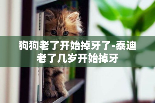 狗狗老了開始掉牙了-泰迪老了幾歲開始掉牙