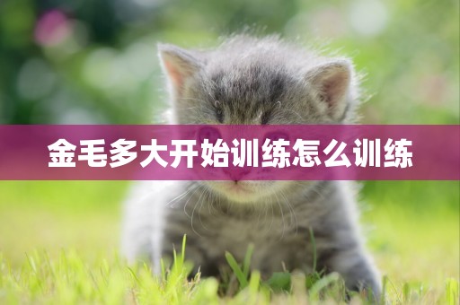 金毛多大開始訓練怎么訓練