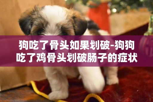 狗吃了骨頭如果劃破-狗狗吃了雞骨頭劃破腸子的癥狀