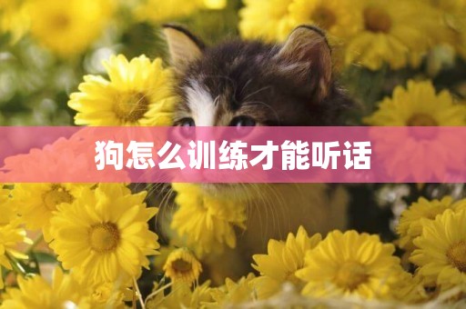 狗怎么訓練才能聽話