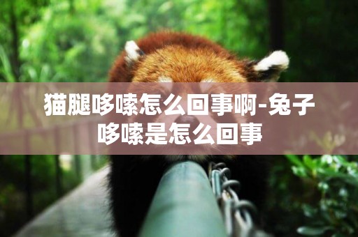 貓腿哆嗦怎么回事啊-兔子哆嗦是怎么回事