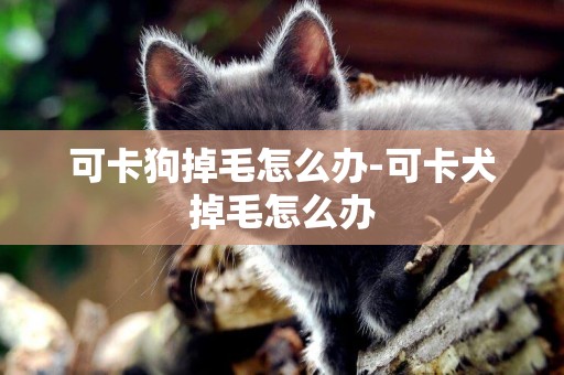可卡狗掉毛怎么辦-可卡犬掉毛怎么辦