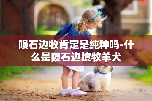 隕石邊牧肯定是純種嗎-什么是隕石邊境牧羊犬