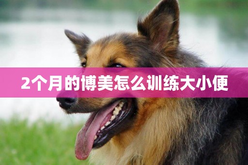 2個月的博美怎么訓練大小便