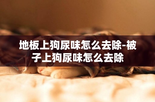 地板上狗尿味怎么去除-被子上狗尿味怎么去除