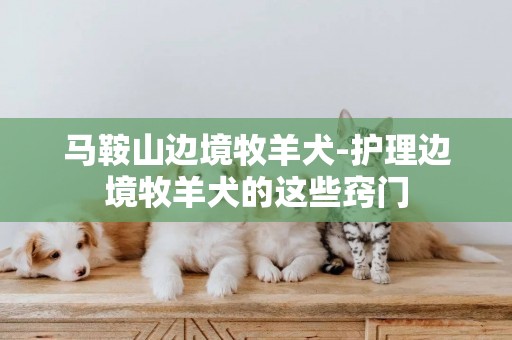 馬鞍山邊境牧羊犬-護理邊境牧羊犬的這些竅門