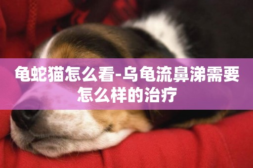 龜蛇貓怎么看-烏龜流鼻涕需要怎么樣的治療