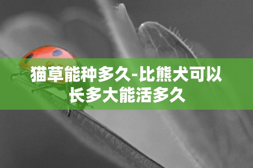 貓草能種多久-比熊犬可以長多大能活多久