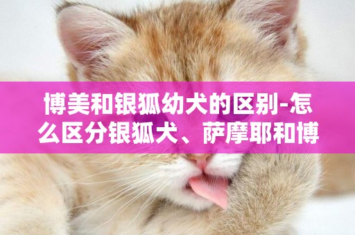 博美和銀狐幼犬的區別-怎么區分銀狐犬、薩摩耶和博美