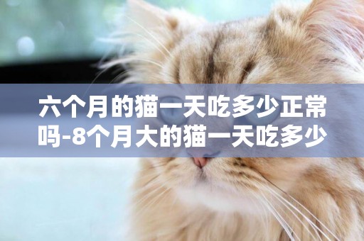 六個月的貓一天吃多少正常嗎-8個月大的貓一天吃多少正常