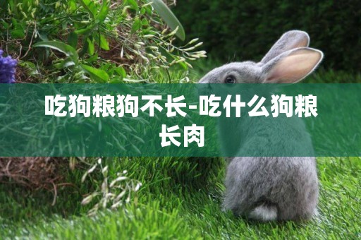 吃狗糧狗不長-吃什么狗糧長肉