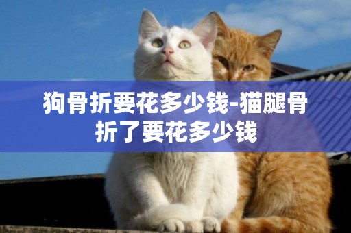 狗骨折要花多少錢-貓腿骨折了要花多少錢