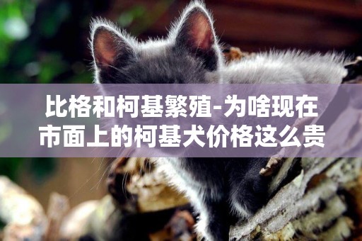 比格和柯基繁殖-為啥現在市面上的柯基犬價格這么貴
