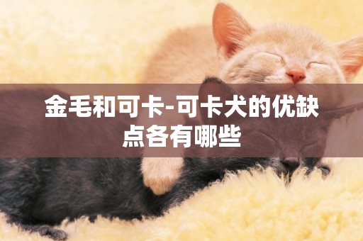 金毛和可卡-可卡犬的優缺點各有哪些