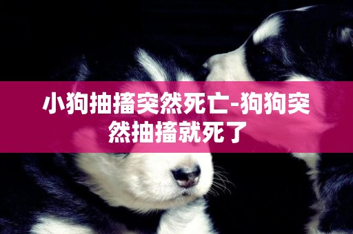 小狗抽搐突然死亡-狗狗突然抽搐就死了