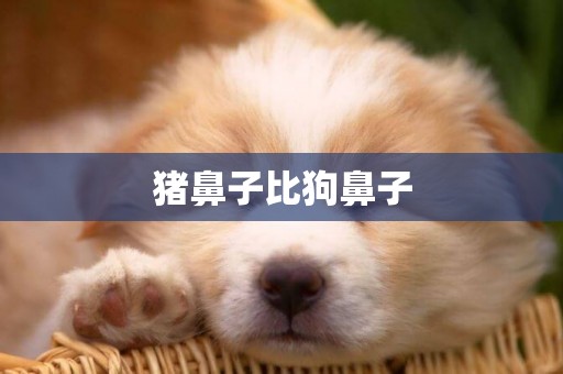 豬鼻子比狗鼻子