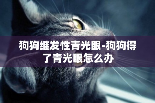 狗狗繼發性青光眼-狗狗得了青光眼怎么辦