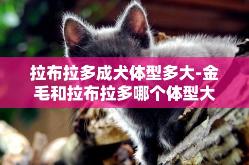 拉布拉多成犬體型多大-金毛和拉布拉多哪個體型大