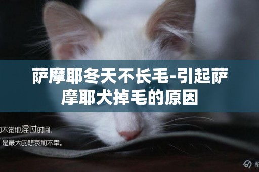 薩摩耶冬天不長毛-引起薩摩耶犬掉毛的原因