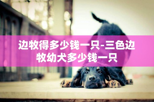 邊牧得多少錢一只-三色邊牧幼犬多少錢一只