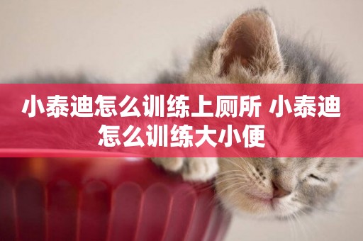 小泰迪怎么訓練上廁所 小泰迪怎么訓練大小便