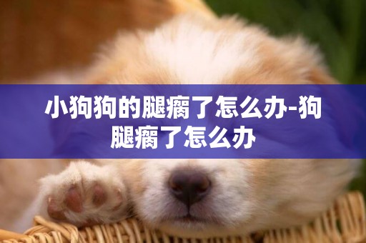 小狗狗的腿瘸了怎么辦-狗腿瘸了怎么辦