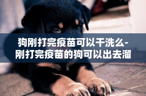 狗剛打完疫苗可以干洗么-剛打完疫苗的狗可以出去溜嗎