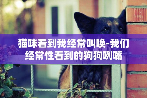 貓咪看到我經常叫喚-我們經常性看到的狗狗咧嘴