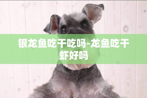銀龍魚吃干吃嗎-龍魚吃干蝦好嗎