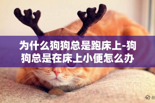 為什么狗狗總是跑床上-狗狗總是在床上小便怎么辦